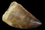 Mosasaur (Prognathodon) Tooth - Morocco #118920-1